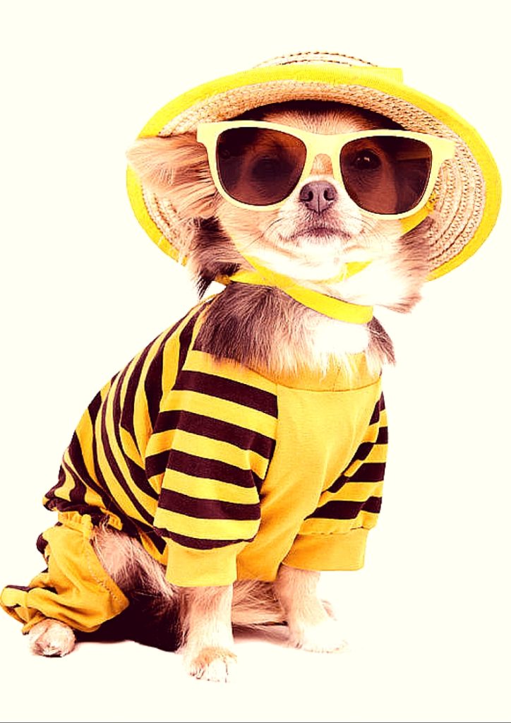 Buy Dog Supplies Online at Best Prices in India Shop Pet Supplies