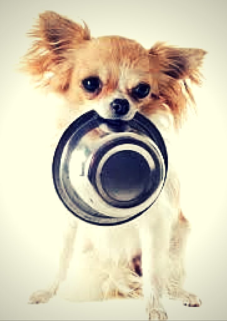 Buy Dog Supplies Online at Best Prices in India Shop Pet Supplies