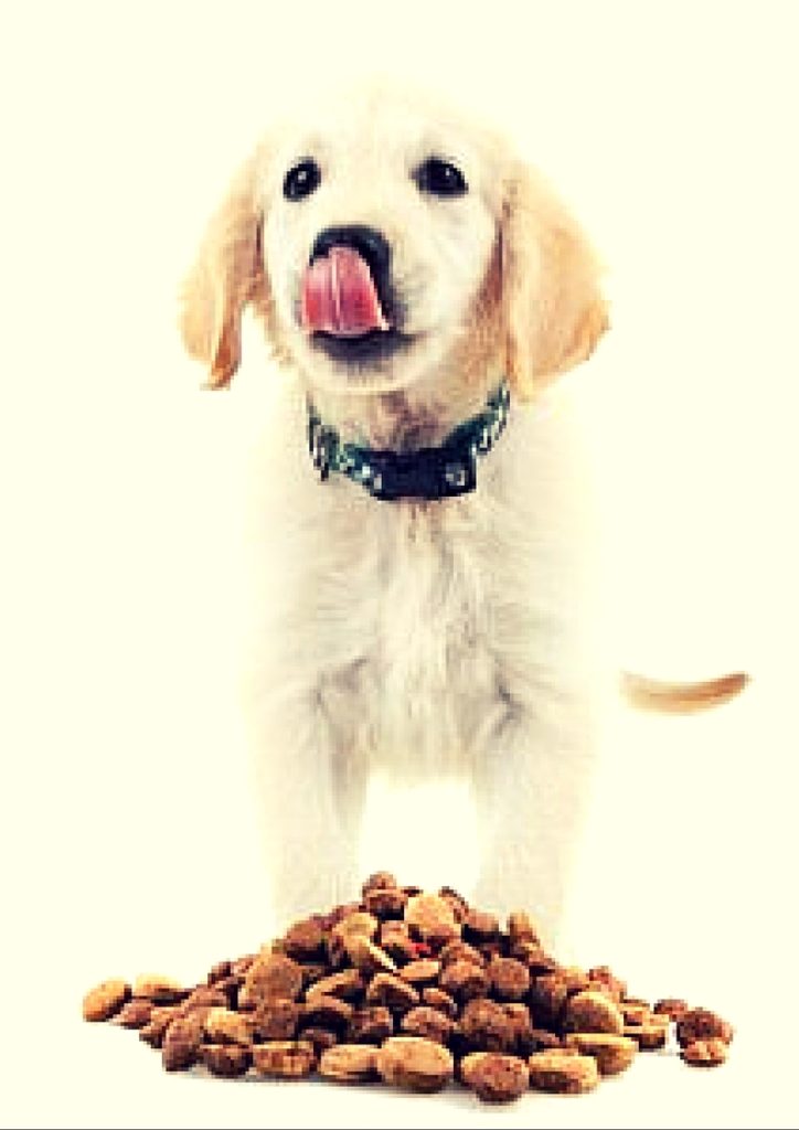 Buy Dog Supplies Online at Best Prices in India Shop Pet Supplies Puprise