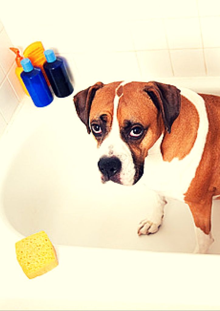 Buy Dog Supplies Online at Best Prices in India Shop Pet Supplies