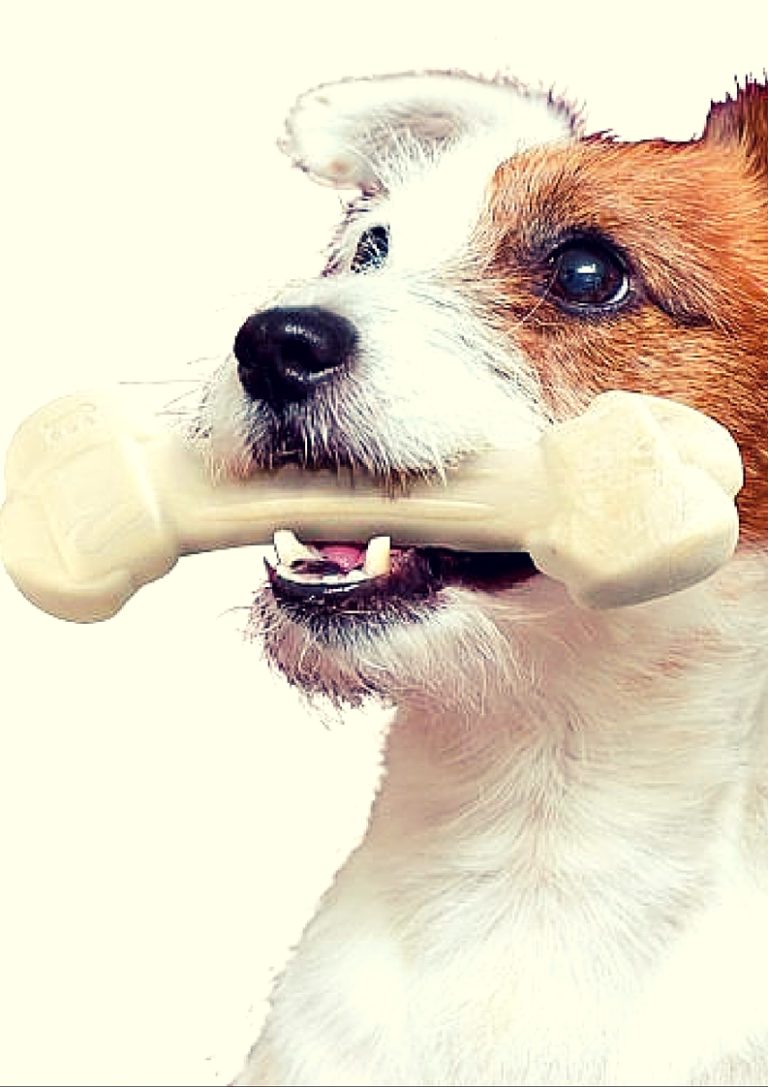 Buy Dog Supplies Online at Best Prices in India Shop Pet Supplies