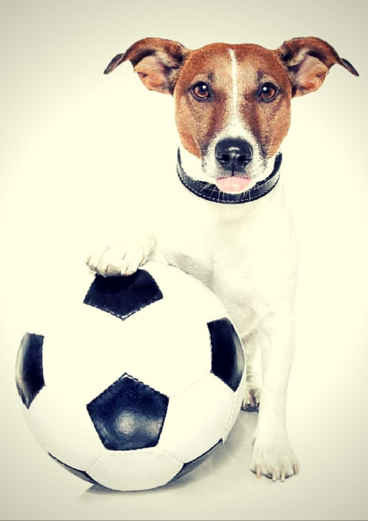 Buy Dog Supplies Online at Best Prices in India Shop Pet Supplies