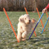 Trixie Dog Agility Slalom (Weave Poles)