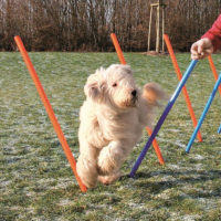 Trixie Dog Agility Slalom (Weave Poles)
