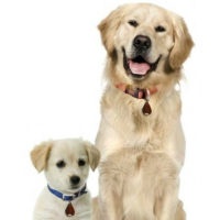 tickless pet for dogs