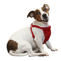 Sporn Comfort dog Harness samll red