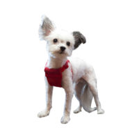 Sporn Comfort Dog Harness XS Red