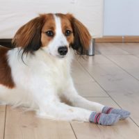 Trixie Dog Socks Gray