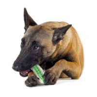 Petstages Crunchcore Bone Dog Chew Toy collection
