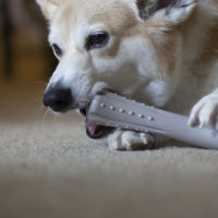 Petstages Deerhorn Durable Dog Chew Toy Collection