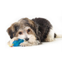 Petstages ORKA Petite Pair Dog Chew Toy collection