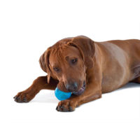 Petstages ORKA Tennis Ball Dog Toy collection