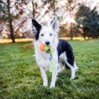 Petstages Sling Sock Fetch Dog Toy Collection