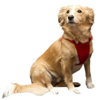 Sporn Comfort dog Harness large red
