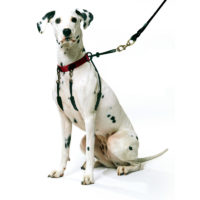 yup! original sporn halter Dog harness
