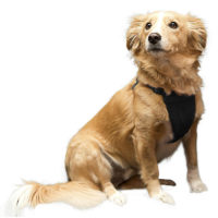 YUP Sporn Comfort Dog Harness Large black