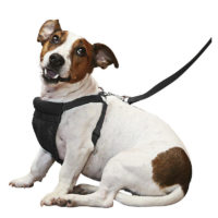 YUP Sporn Comfort Dog Harness Small black