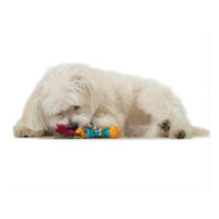 Petstages Mini Barbell Dog Chew Toy