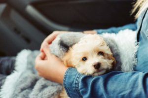 Puprise Post - Best Pets Blog of India