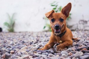Puprise Post - Best Pets Blog India