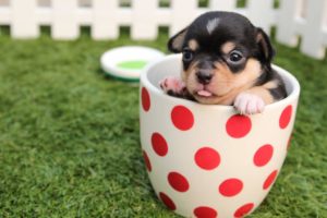 Puprise Post - Best Pets Blog India