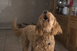 Puprise Post - Best Pets Blog India
