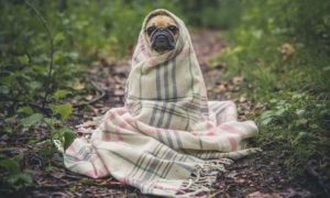 Puprise Post - Best Pets Blog India