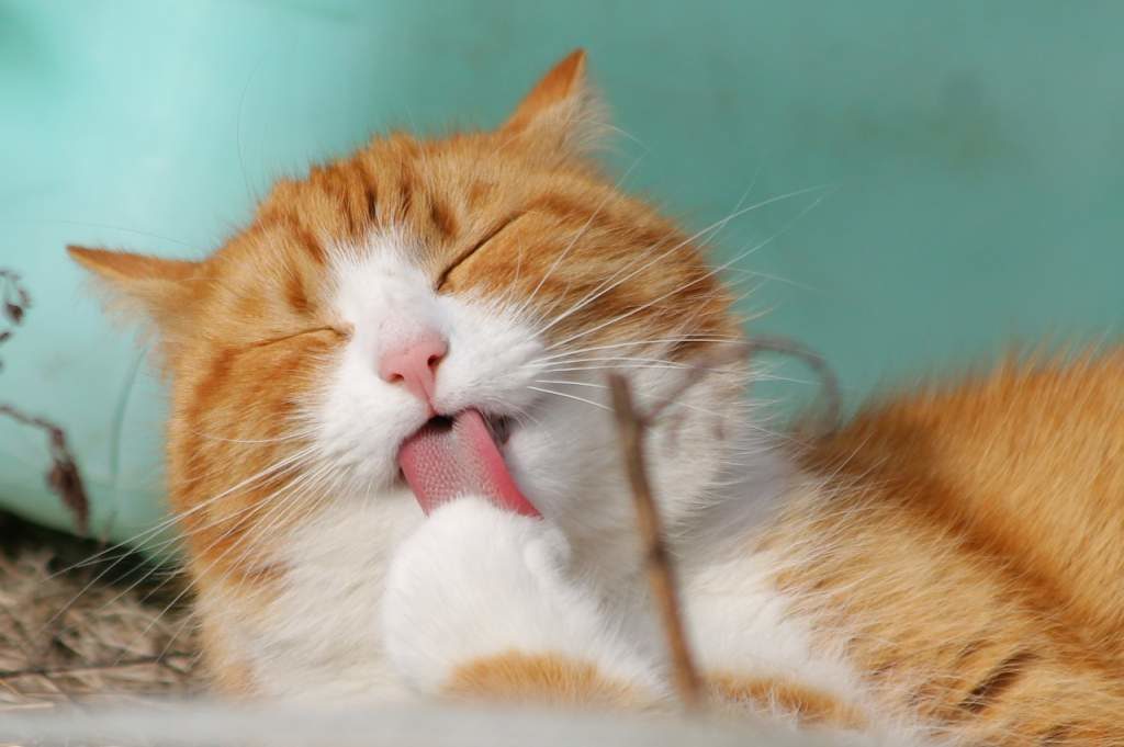 Puprise Post - Best Pets Blog India