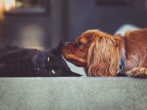 Puprise Post - Best Pets Blog India - Cats and Dogs How different they are in Behavior