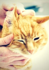 Cleaners & Odor Control