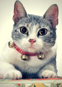 Collars, Tags & Leashes