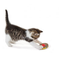 Petstages Spin & Scratch Corrugate Cat Toy-1