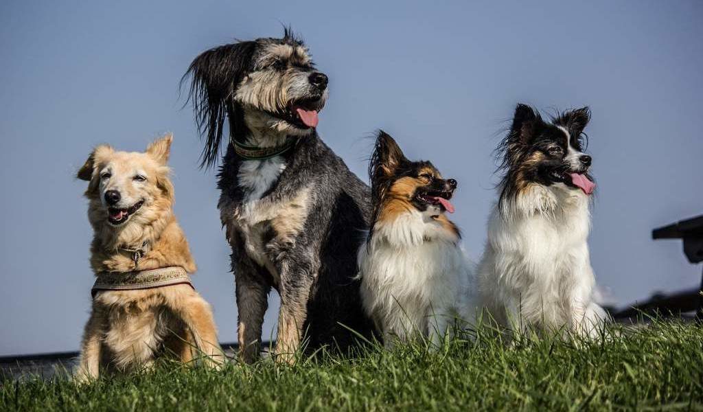 Puprise Post - Best Pets Blog India