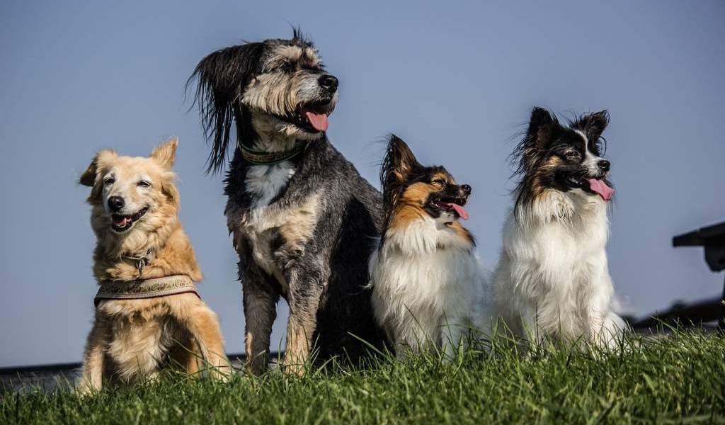 Benefits of Having Two or More Dogs PetCentral by Puprise