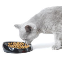 Savic Whisker Cat Feeding Bowl