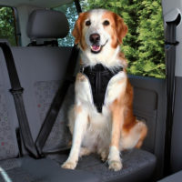 Trixie Dog Protect Car Harness 1