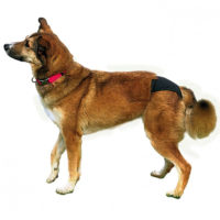 Trixie Washable Protective Dog Pants 1