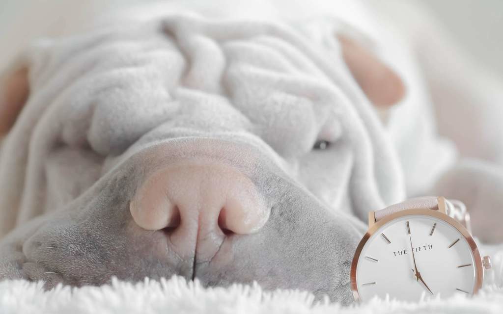 Puprise Post - Best Pets Blog India