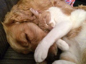 Puprise Post - Best Pets Blog India