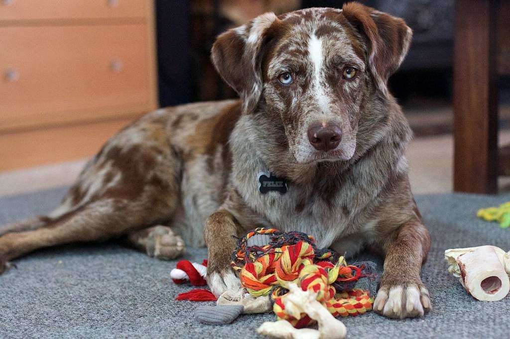 3 DIY Puzzle Toys For Dogs