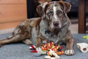 Puprise Post - Best Pets Blog India
