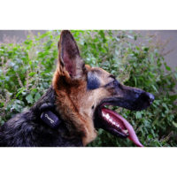 Tracksafe buddy GPS activity tracker for pets