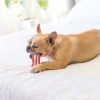 Petstages Bacon Flavour Bone Chew Dog Toy