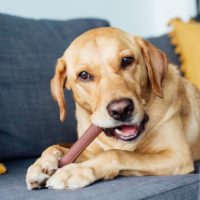 Petstages-Bully-Bone-Beef-Flavour-Chew-Dog-Toy