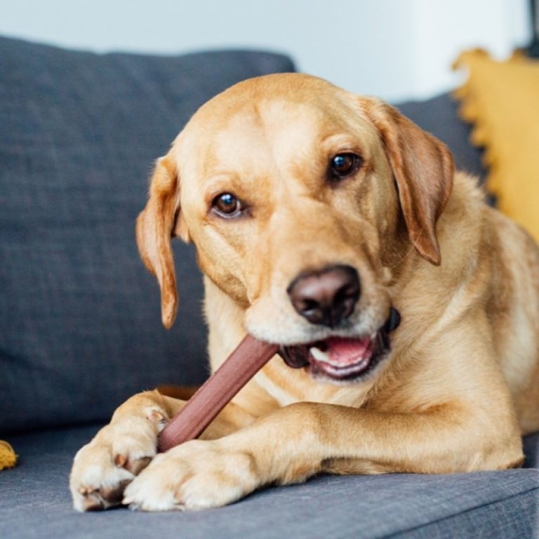 Buy Petstages Bully Bone Beef Flavour Dog Chew Toy Online at Low Price