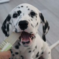 pawsecco freeze pops